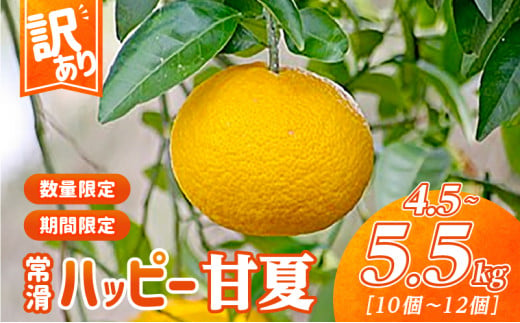 【訳あり】常滑ハッピー甘夏 1499897 - 愛知県常滑市