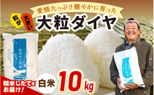 【年内配送】令和6年産 愛情たっぷり健やかに育った 大粒ダイヤ（白米）10kg [m29-a010]