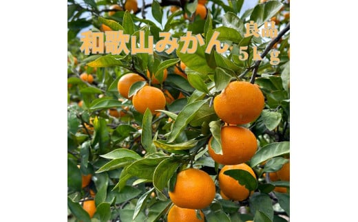 和歌山県海南市産みかん 良品 約5kg（サイズ2S～2L）【2024年12月初旬～2025年2月下旬発送予定】【red6】 1574659 - 和歌山県かつらぎ町