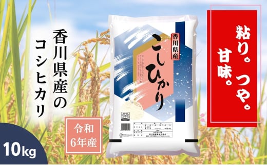 【令和6年産】香川県産 コシヒカリ 10kg 1袋　米 お米 精米 こしひかり 粘り つや 甘味 1580964 - 香川県丸亀市