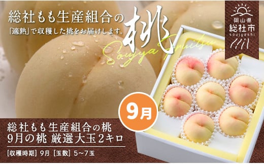 9月の桃（厳選大玉約2kg）岡山県総社もも生産組合【2025年産先行予約】25-050-004 1321881 - 岡山県総社市