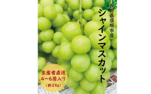 [No.5657-2985]須坂市産 シャインマスカット 約2kg (約4～6房)《やす乃フルーツ》■2025年発送■※9月上旬頃～10月下旬頃まで順次発送予定 1060505 - 長野県須坂市