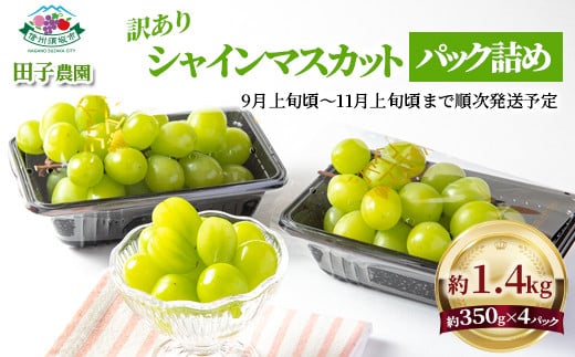 [No.5657-3200]【訳あり】シャインマスカット パック詰め 約1.4kg (約350g×4パック) 粒サイズMIX 《田子農園》■2025年発送■※9月上旬頃～11月上旬頃まで順次発送予定 1060523 - 長野県須坂市