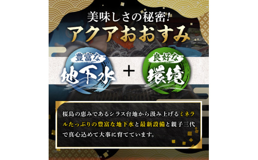 鹿児島県東串良町のふるさと納税 【0124314a-2503】＜3月上旬発送予定＞東串良町のうなぎ蒲焼(無頭)(2尾・計約300g・タレ、山椒付) うなぎ 高級 ウナギ 鰻 国産 蒲焼 蒲焼き たれ 鹿児島 ふるさと 人気【アクアおおすみ】