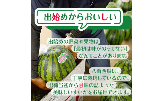 千葉県八街市のふるさと納税 ＼ 先行予約 ／【 数量限定 】[大人気!!]  すいか （ 祭りばやし ） L 2玉 2025年6月以降順次発送 西瓜 スイカ 八街すいか 2025年先行予約 フルーツ先行予約