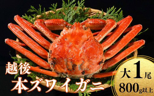 期間限定〉越後 本ズワイガニ 800g×1杯 糸魚川産 浜茹で 姿 鮮度が命！茹でたて直送 日本海 磯貝鮮魚店 ずわいがに かに 蟹 高級 新鮮  ボイル 茹でガニ カニ かに 新潟県 糸魚川市 - 新潟県糸魚川市｜ふるさとチョイス - ふるさと納税サイト