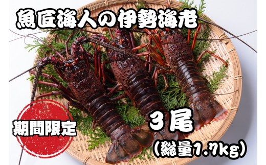 魚匠海人おすすめ！熊野灘産 「活 伊勢海老約1.7kg 」《３尾》エビ 海老 おせち お歳暮 刺身 天然 お祝い 海鮮 魚介 BBQ バーベキュー みそ汁【GK01】