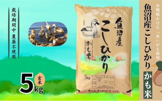 【令和6年産】魚沼産コシヒカリかも米(玄米)5kg　※栽培期間中農薬不使用 米 お米 こしひかり 玄米 かも米 中魚沼 新潟県 十日町市 1591657 - 新潟県十日町市