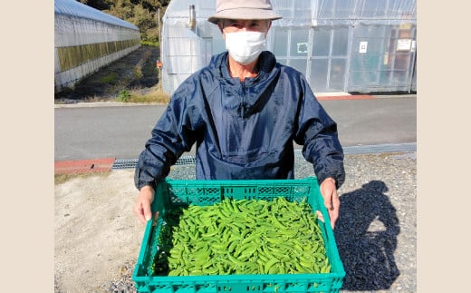 美郷農園　スナップエンドウ【スナップエンドウ 1kg 野菜 エンドウ豆 えんどう豆 おつまみ 12月～5月発送】 1723424 - 島根県美郷町