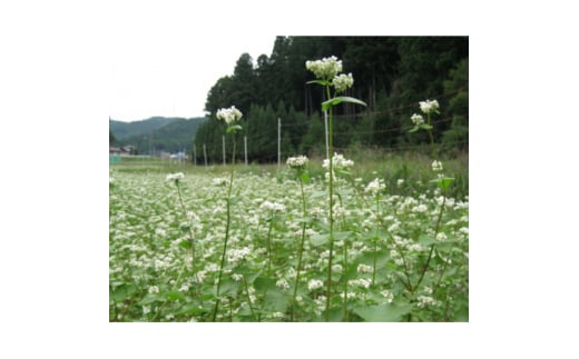 ＜そば打ち体験＞岡崎市の山間で育ったそば粉でそば打ち体験【1371938】 860380 - 愛知県岡崎市