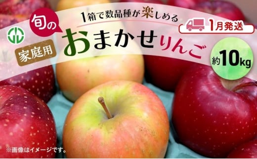 [№5554-0244]りんご 【 1月発送 】 家庭用 旬のりんご 品種おまかせ 約 10kg 2種類～4種類