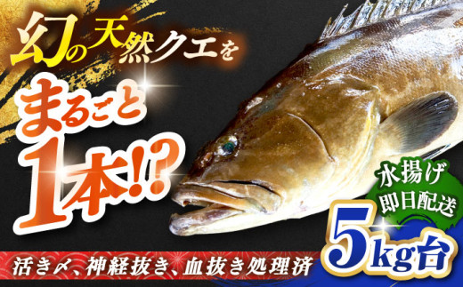 天然クエ（5キロ台・丸もの） 《壱岐市》【壱岐島　玄海屋】[JBS043] クエ 魚 刺身 しゃぶしゃぶ  360000 360000円 36万円 416743 - 長崎県壱岐市