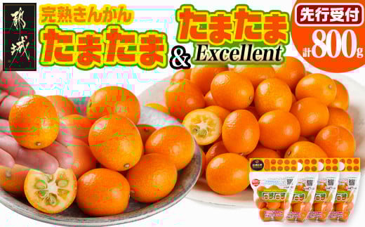 《先行受付!》 完熟きんかん「たまたまL」&「たまたまExcellent」 計800g (スタンドパック入り)_AO-0103_(都城市) みやざきブランド 完熟きんかん  たまたま 糖度16度以上 大きさ直径2.8cm以上 金柑たまたまの最高峰 エクセレント 糖度18度以上 サイズ2L以上