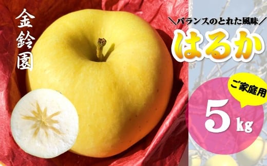 予約受付【北上市産】 はるか [ 家庭用 ] 5キロ (約13～18玉)  (11月下旬発送予定) 林檎 リンゴ 5kg 国産 産地直送 フルーツ 果物 岩手県 北上市 D0445 1582619 - 岩手県北上市