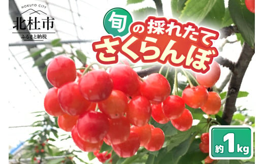 【2025年先行予約】山梨県北杜市産　旬の採れたてさくらんぼ　約1kg さくらんぼ 高砂 佐藤錦 紅秀峰 約1kg 2025年 先行予約 期間限定 数量限定 採れたて大粒 大玉 果物 くだもの 夏果実 サクランボ チェリー 高級 鉄分 美肌効果 疲労回復 山梨県 北杜市産