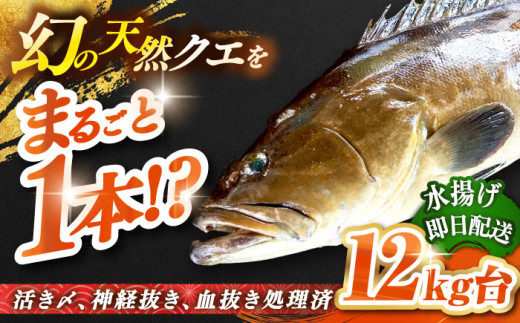 天然クエ（12キロ台・丸もの） 《壱岐市》【壱岐島　玄海屋】[JBS052] クエ 魚 刺身 しゃぶしゃぶ  870000 870000円 87万円 416752 - 長崎県壱岐市