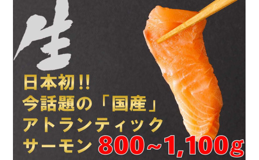 E23【1月31日(金)発送】日本初！今話題の国産アトランティックサーモン「FUJI ATLANTIC SALMON」【生】800～1,100ｇ