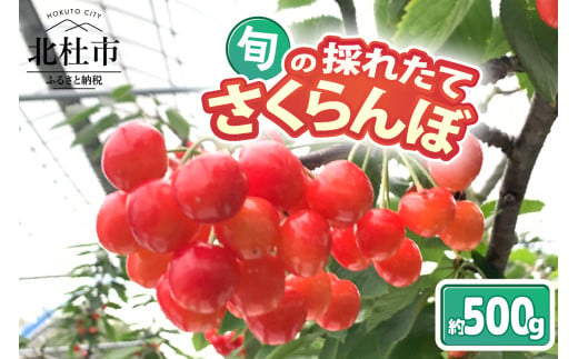 【2025年先行予約】山梨県北杜市産　旬の採れたてさくらんぼ　約500g さくらんぼ 高砂 佐藤錦 紅秀峰 約500g 2025年 先行予約 期間限定 数量限定 採れたて大粒 大玉 果物 くだもの 夏果実 サクランボ チェリー 高級 鉄分 美肌効果 疲労回復 山梨県 北杜市産