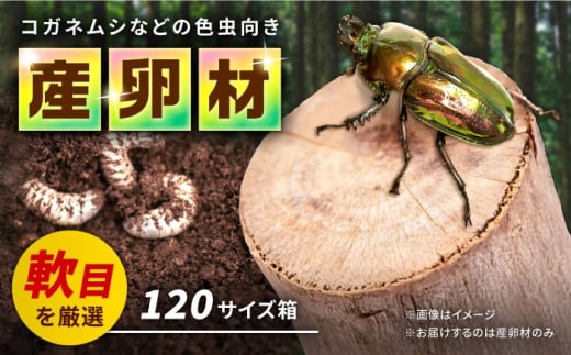 オリジナル 色虫対応材  カブトムシ クワガタ タマムシ クヌギ 【ふるさと昆虫】 [YDV008] 1587021 - 熊本県山都町