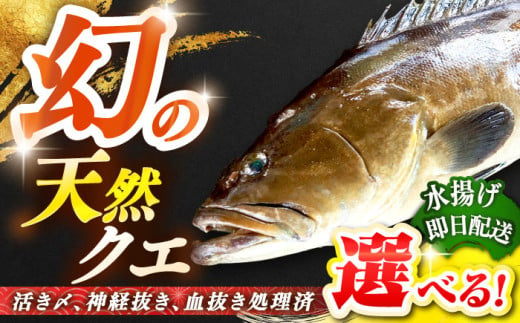 天然クエ（8キロ台・丸もの） 《壱岐市》【壱岐島 玄海屋】[JBS046] クエ 魚 刺身 しゃぶしゃぶ 580000 580000円 58万円 -  長崎県壱岐市｜ふるさとチョイス - ふるさと納税サイト