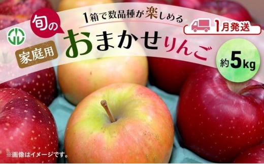 [№5554-0240]りんご 【 1月発送 】 家庭用 旬のりんご 品種おまかせ 約 5kg 2品種～4品種