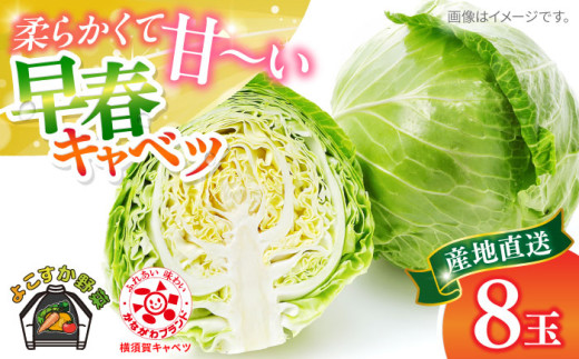 【先行予約】よこすか 早春キャベツ 8玉入り キャベツ 早春キャベツ きゃべつ 野菜 旬 サラダ 採れたて 新鮮 国産 こだわり すかなごっそ 神奈川県 横須賀市【JAよこすか葉山】 [AKFO006] 7000円 7千円