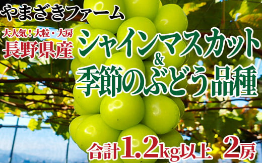 [No.5657-4147]【先行予約】大人気！大粒・大房 長野県産 シャインマスカット1房&季節のぶどう1房 合計1.2kg以上（2房）《やまざきファーム》■2025年発送■※10月上旬頃～11月中旬頃まで順次発送予定