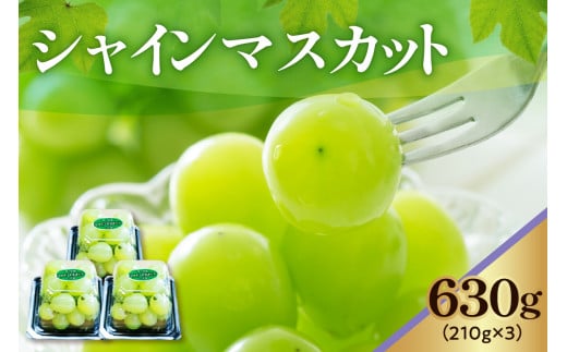 《 先行予約 / 令和7年産 》 【 数量限定 】シャインマスカット 3パック〔 2025年9月中旬頃 ～ お届け 〕 ぶどう 白ぶどう 2025年産  1698408 - 山形県米沢市