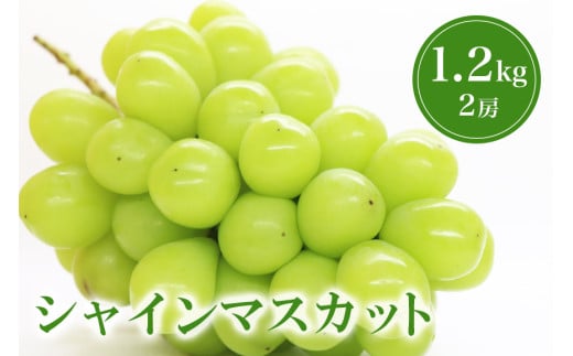 【 2025年 先行予約 】 シャインマスカット 1.2kg 鈴木ぶどう園 2房 ぶどう ブドウ 国産 種なし 果物 くだもの 1.2キロ 種無し 皮ごと食べられる 甘い フルーツ 10月 発送 旬 秋 茨城県産 産地直送 産直 農家直送 冷蔵 茨城県 石岡市  (A07-003) 1589960 - 茨城県石岡市