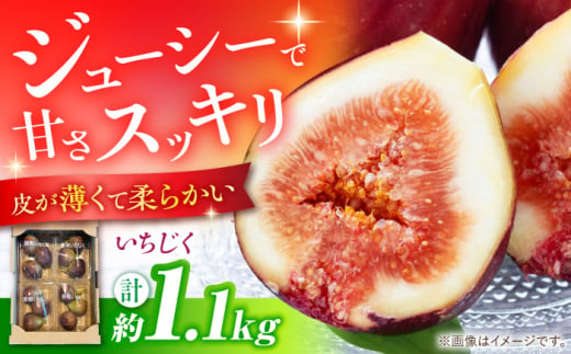 【ジューシーな果肉！スッキリとした甘さ！】いちじく 1パック3玉×4パック 約1.1kg / ドーフィン イチジク いちじく 無花果 果物 フルーツ / 南島原市 / 本多農園 [SGD001]