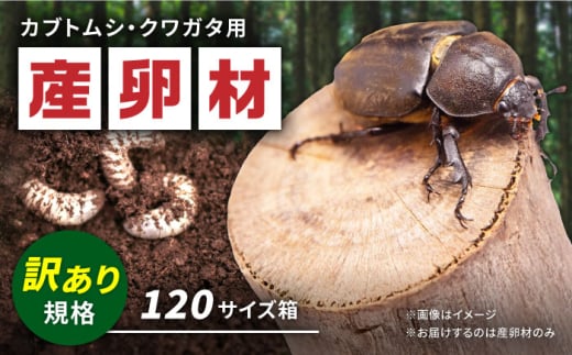 【訳あり】 オリジナル産卵材 規格外品 カブトムシ クワガタ クヌギ材 【ふるさと昆虫】 [YDV007] 1587020 - 熊本県山都町