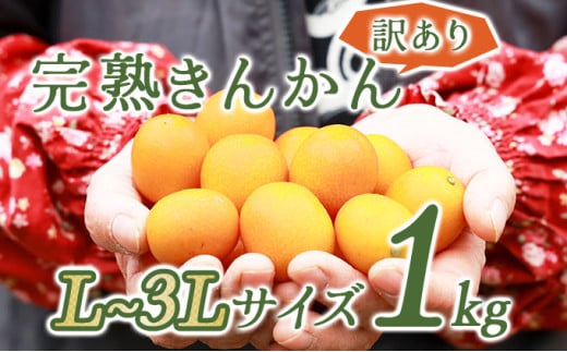 KU446 ＜先行予約＞【訳あり】完熟きんかん１kg 【玉様ファーム】 547258 - 宮崎県串間市