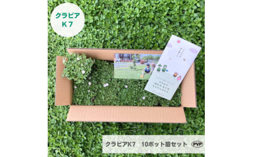 グランドカバー植物「クラピアK7」10ポット苗セット＜お申込書返信後、ご希望日に合わせて発送＞【1339000】