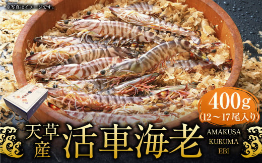 養殖場から直送】活き〆急速冷凍車えび Lサイズ 約500g（17～21尾/500g×1P） 車海老 海鮮 魚介類 海産物 シーフード お取り寄せ 美味  料理 クルマエビ くるまえび 塩焼き フライ 天丼 お刺身 フリット 蝦 ゆで 送料無料 沖縄県産 たまや - 沖縄県宜野座村｜ふるさと ...