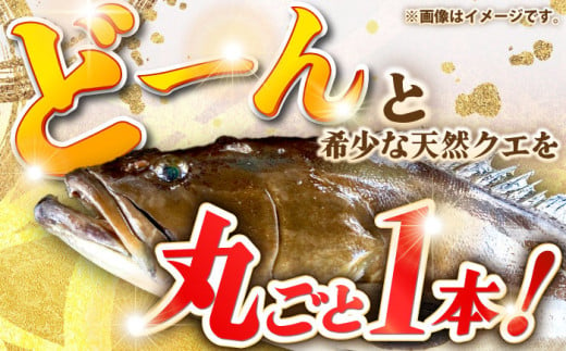 天然クエ（6キロ台・丸もの） 《壱岐市》【壱岐島 玄海屋】[JBS044] クエ 魚 刺身 しゃぶしゃぶ 440000 440000円 44万円 -  長崎県壱岐市｜ふるさとチョイス - ふるさと納税サイト