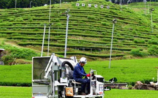 岐阜県白川町のふるさと納税 ますぶち園の白川茶 5袋詰め合わせ 100g×5袋 / お茶 白川茶 茶葉 / 白川町 / 株式会社ますぶち園 [AWAC002]