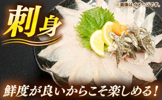 天然クエ（8キロ台・丸もの） 《壱岐市》【壱岐島 玄海屋】[JBS046] クエ 魚 刺身 しゃぶしゃぶ 580000 580000円 58万円 -  長崎県壱岐市｜ふるさとチョイス - ふるさと納税サイト