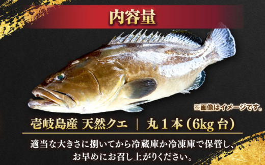 天然クエ（6キロ台・丸もの） 《壱岐市》【壱岐島 玄海屋】[JBS044] クエ 魚 刺身 しゃぶしゃぶ 440000 440000円 44万円 -  長崎県壱岐市｜ふるさとチョイス - ふるさと納税サイト