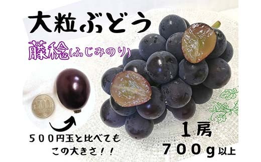 【2025年先行受付】大粒希少品種 藤稔 1房 700g以上！ぶどう フルーツ 果物 藤稔 希少種 TY0-0937