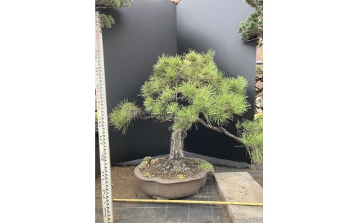 盆栽（黒松）「右近次」japanese black pine | ぼんさい 木 まつ 東京都 1114126 - 東京都調布市