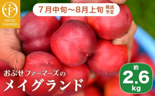 メイグランド 約2.6kg [おぶせファーマーズ] 果物 フルーツ ネクタリン 長野県産 信州産 令和7年産 [2025年7月中旬〜8月上旬発送][F-13]