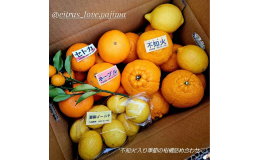 人気の不知火入り!みかん色々4-5種5kg季節の柑橘が楽しめる詰め合わせBox＜先行受付＞【1531520】 2004627 - 神奈川県真鶴町