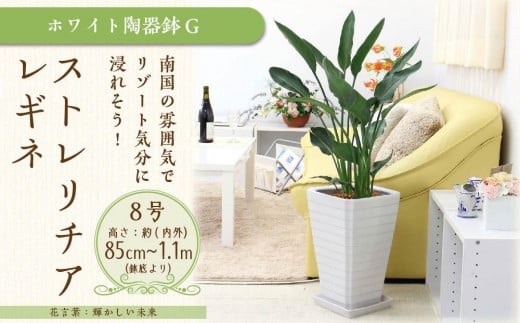 【観葉植物】ストレリチア レギネ 8号 ホワイト陶器鉢 G｜観葉植物 インテリア 部屋 おしゃれ 福岡県筑前町 送料無料 1595554 - 福岡県筑前町