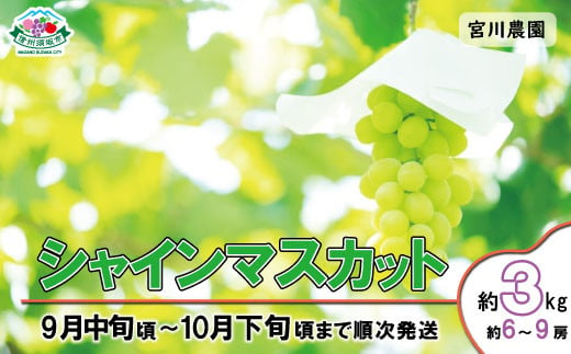 [No.5657-2630]シャインマスカット 約3kg（約6～9房）《宮川農園》■2025年発送■※9月中旬頃～10月下旬頃まで順次発送予定 1060167 - 長野県須坂市