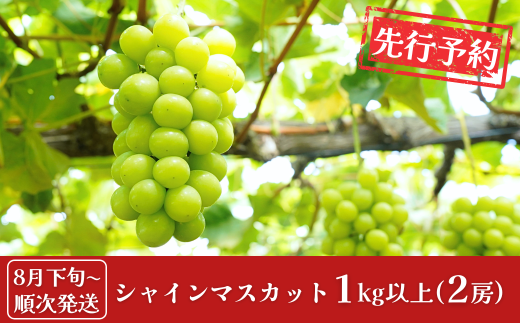 先行予約 シャインマスカット 1kg以上 (2房) [8月下旬から発送予定] 令和7年度 新潟県 三条市産 ぶどう [小林農園]【013S129】