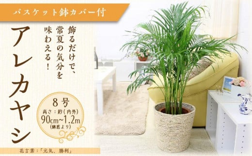 【観葉植物】アレカヤシ 8号 ホワイトバスケット鉢カバー 土の表面:ウッドチップ ｜観葉植物 インテリア 部屋 おしゃれ 福岡県筑前町 送料無料