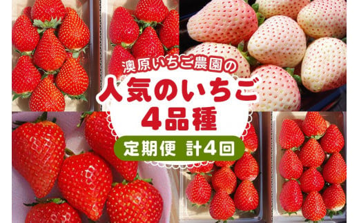 [定期便／4回] 澳原いちご農園人気のいちご4品種お届け定期便 (毎月1品種お届け 計4回)｜とちあいか とちおとめ スカイベリー ミルキーベリー いちご イチゴ 苺 フルーツ 果物 産地直送 栃木県産 期間限定 数量限定 先行予約 [0605]