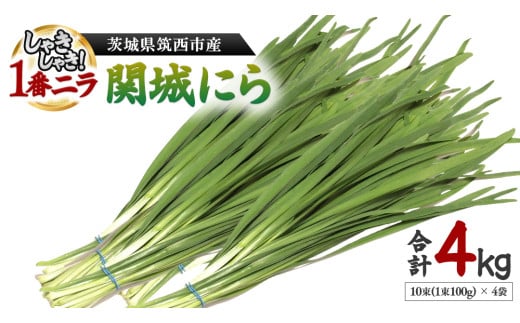 関城にら 4kg ( 100g × 10束 × 4袋 ) 一番ニラ ニラ にら 野菜  [DI001ci]