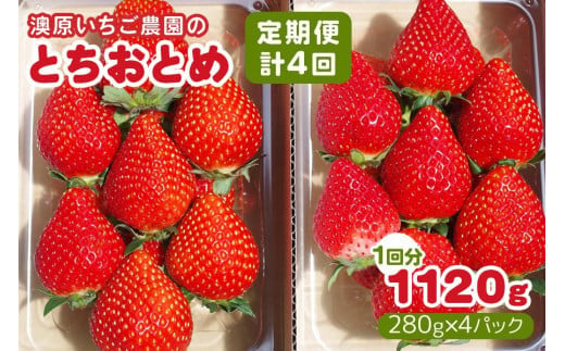 [定期便／4回] 澳原いちご農園のとちおとめ定期便 (毎月お届け 計4回)｜いちご イチゴ 苺 とちおとめ フルーツ 果物 産地直送 栃木県産 期間限定 数量限定 先行予約 [0603]