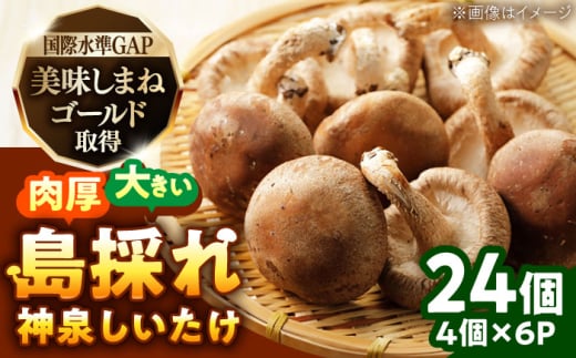 島採れとれたて 大根島産神泉しいたけ 4個入り×6パック 島根県松江市/株式会社ふぁーむ大根島 [ALCB006]